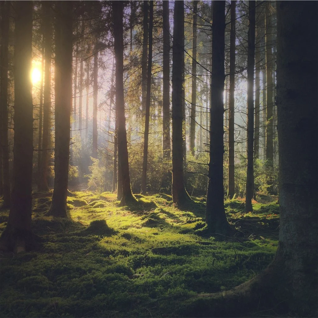 Shot-on-iPhone-Challenge-Announcement-Forest_big.jpg.large_2x.jpg?fit=1024%2C1024