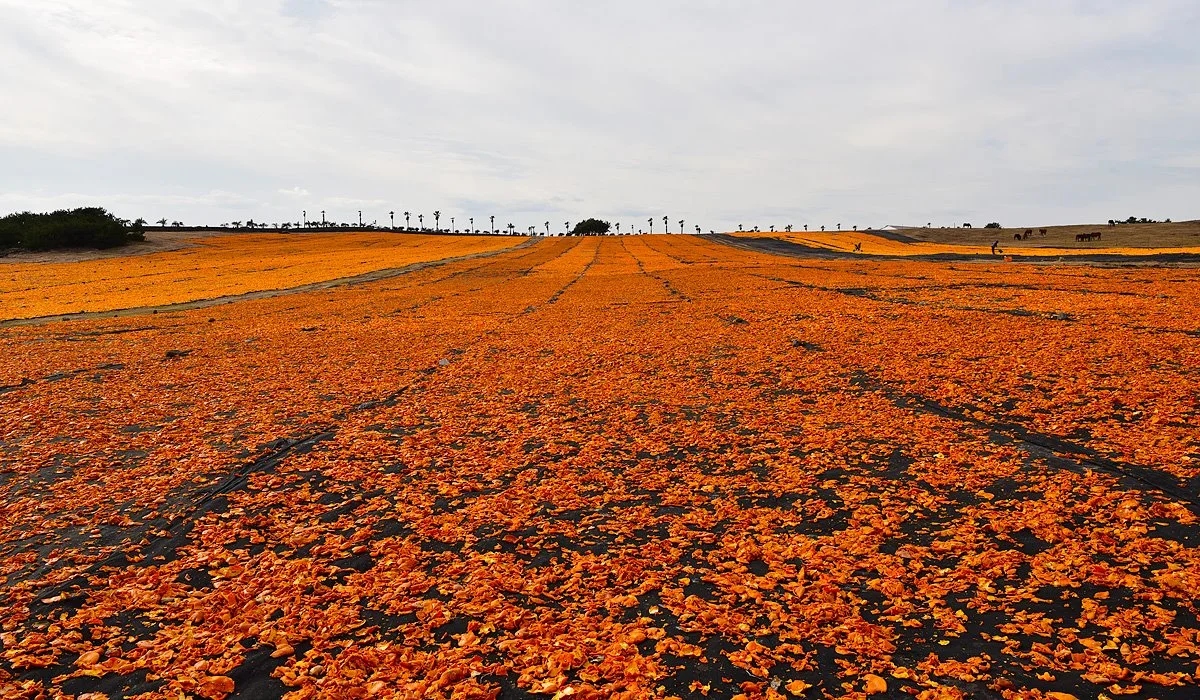 %EC%8B%A0%ED%92%8D%EB%AA%A9%EC%9E%A5.jpg?type=w1200