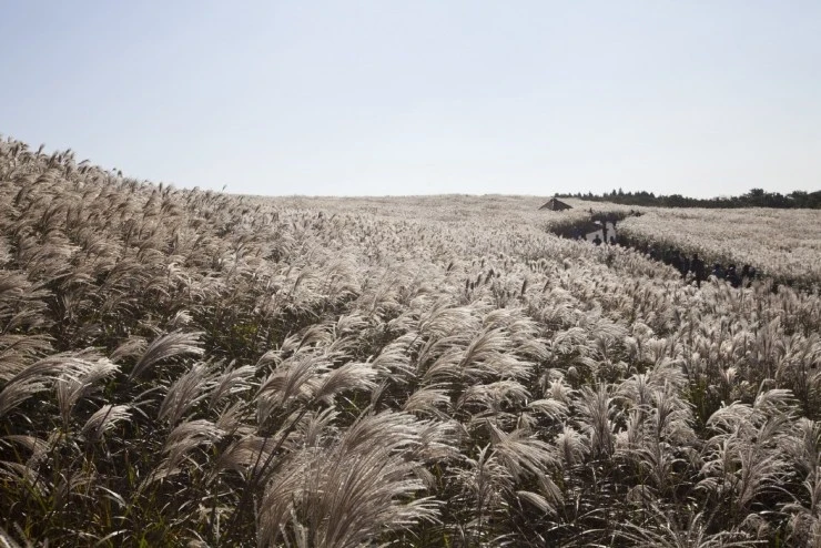 jeju-2.jpg?resize=740%2C494&ssl=1