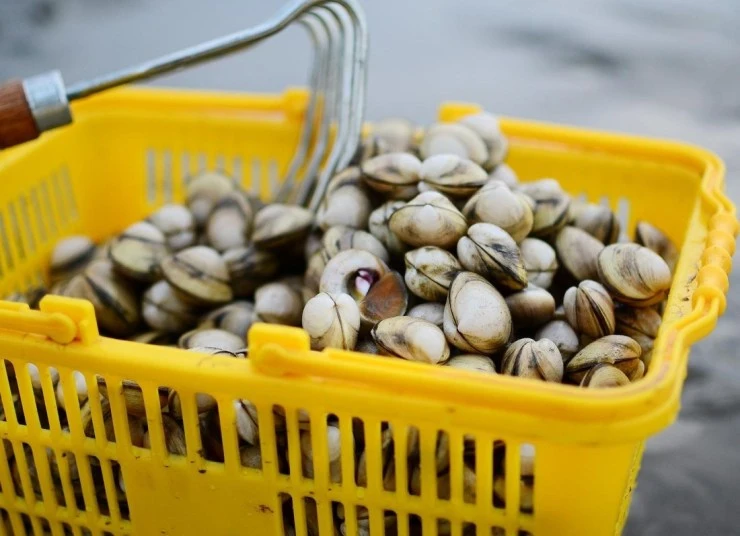 e-1.jpeg?fit740%2C536ssl1