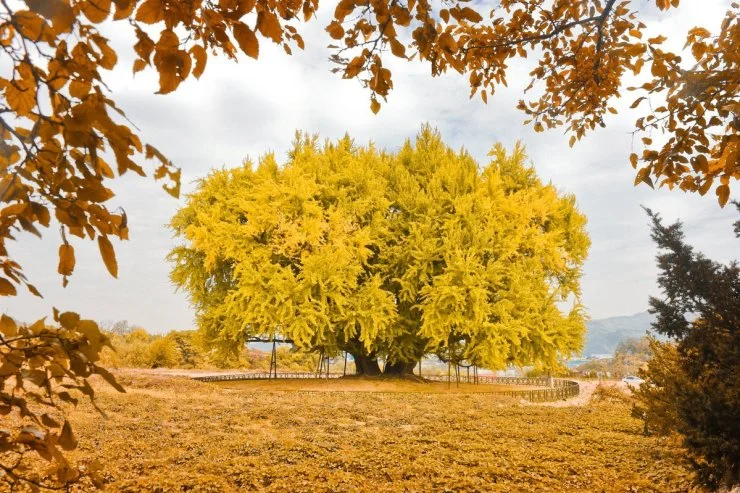 ban.jpg?resize=740%2C493&ssl=1