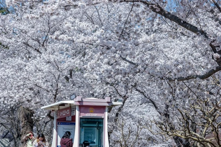 cherry-2.jpg?resize=740%2C494&ssl=1