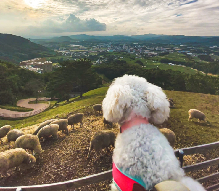 cc-9.png?resize=740%2C644&amp;ssl=1