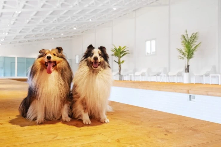 pet-main-1.jpg?w=740&ssl=1