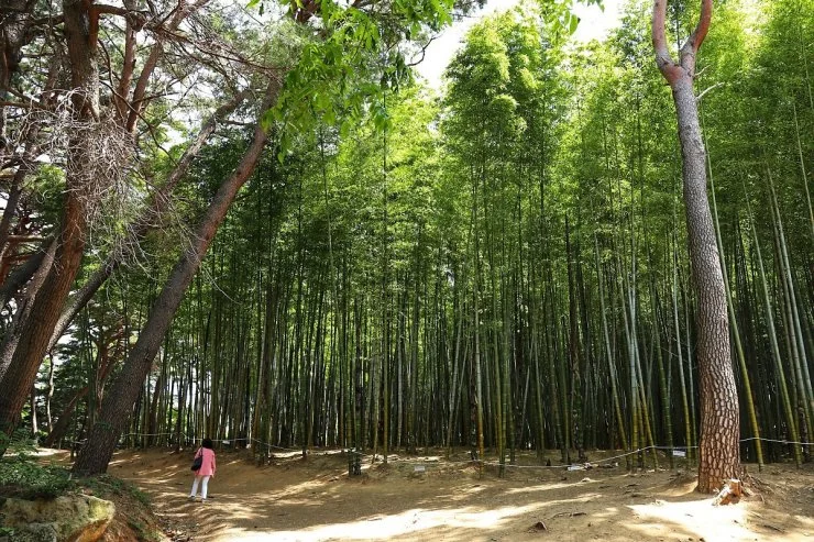 %E1%84%8C%E1%85%A5%E1%86%BC%E1%84%92%E1%85%A2%E1%84%8C%E1%85%B5%E1%86%AB-%E1%84%80%E1%85%B5%E1%84%8C%E1%85%A1%E1%86%BC%E1%84%8B%E1%85%A1%E1%84%92%E1%85%A9%E1%86%B8%E1%84%89%E1%85%A1%E1%86%AB%E1%84%89%E1%85%AE%E1%87%81-.jpg?fit=740%2C494&ssl=1