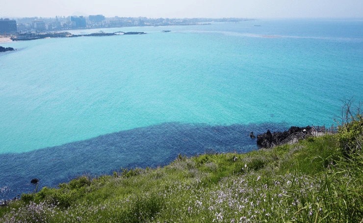 c-19.png?w=740&ssl=1