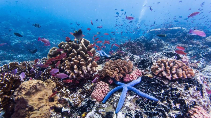 o-453398449-900.jpg?1