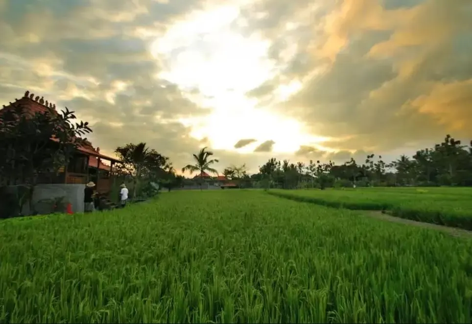 카자네 양로이 앳 우붓 발리 (3).JPG