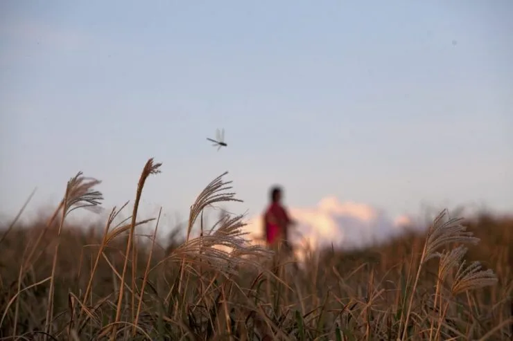 jeju-1-1-1024x682.jpg?resize=740%2C493&amp;ssl=1