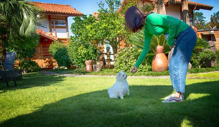 dog-main-1024x597.jpg?resize=740%2C431&amp;ssl=1