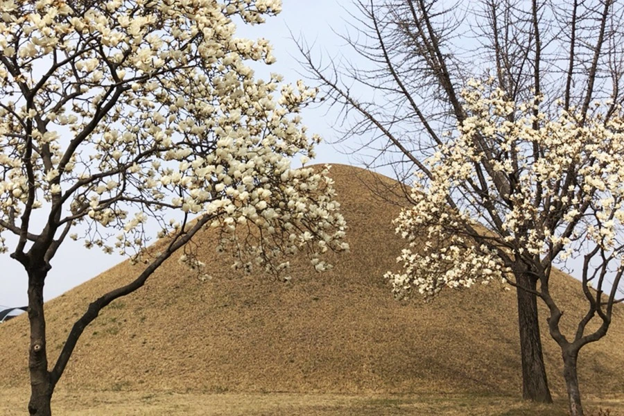 경주 대릉원 (2).jpeg