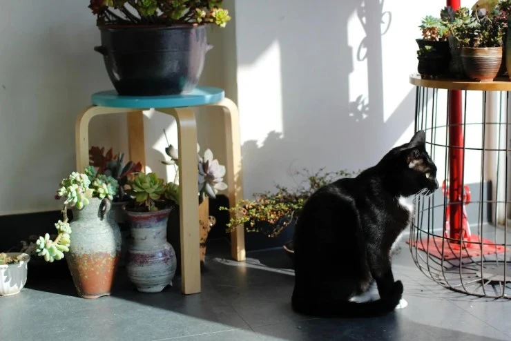 55.webp?resize740%2C494amp;ssl1