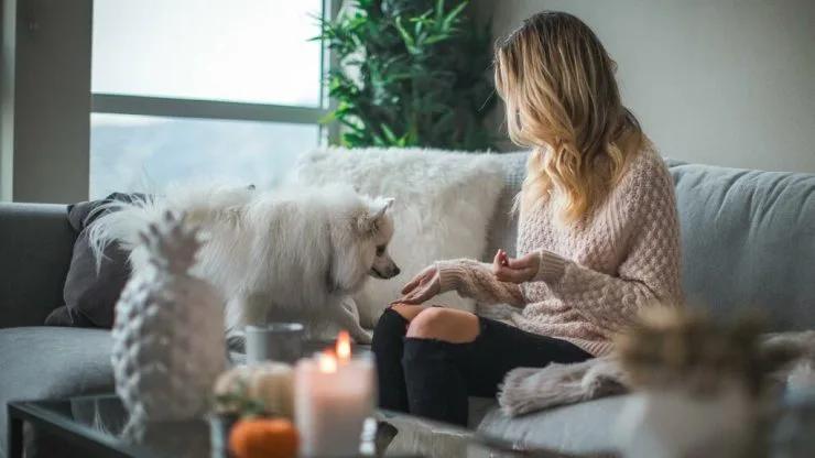 pet-main-1024x576.jpg?resize=740%2C416&ssl=1