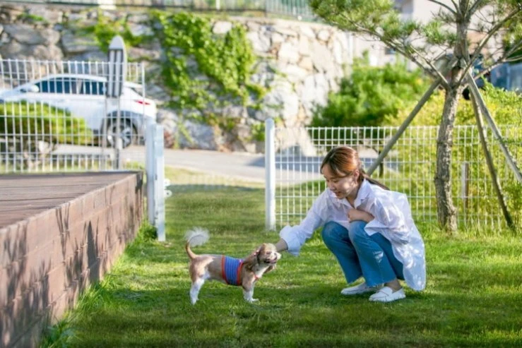 dog-main.jpg?w=740&ssl=1