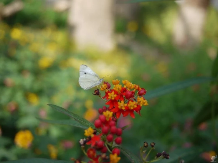 n2-2.jpg?w=740&ssl=1