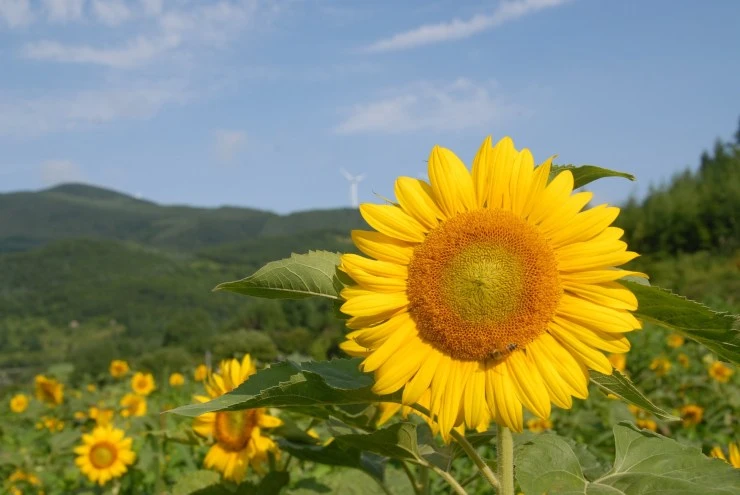 sun.jpg?fit=740%2C495&ssl=1