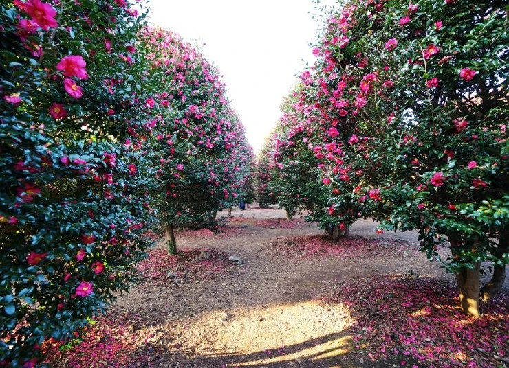 4-1-2.jpg?resize=740%2C536&ssl=1