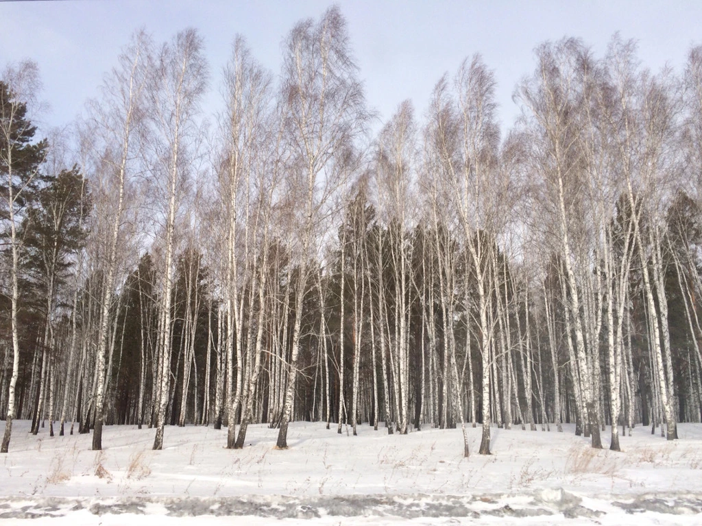 2338DE3C5512524C060373