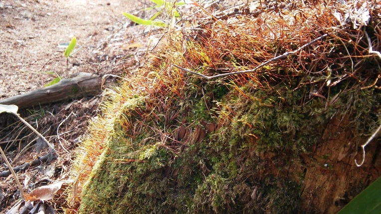 2319F03756F7756C29AD53