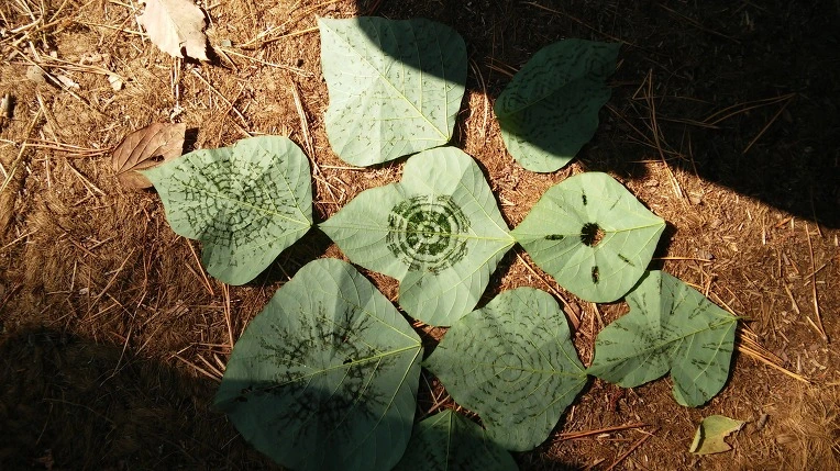 246875455621FF631005BD