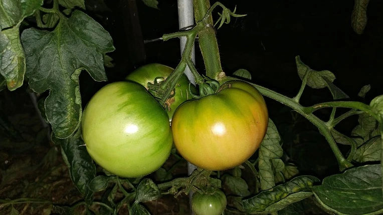 99504C445B3D586D15A155