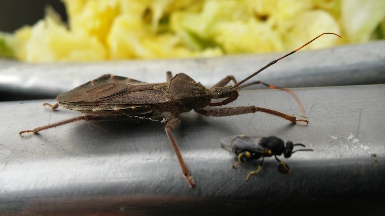 26371650564999C710E801