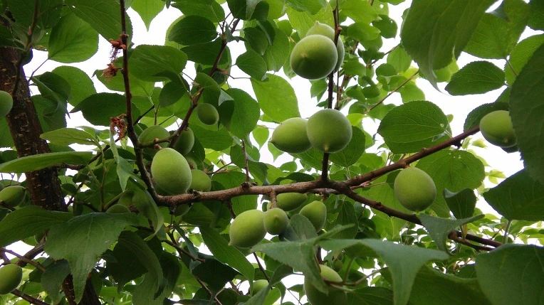 256ACE34572E67412E33BB