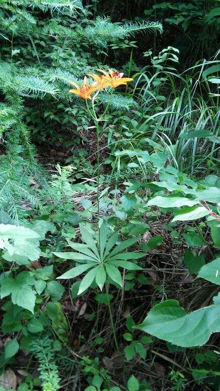 2545063E564EB25C0D656C