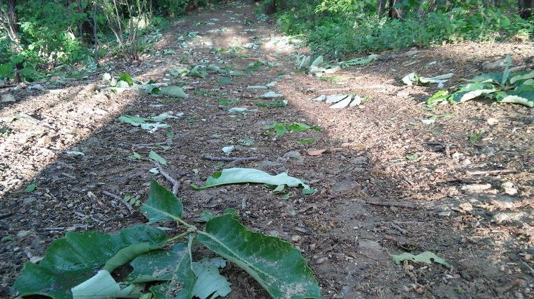 234ED44A57292D2024921B