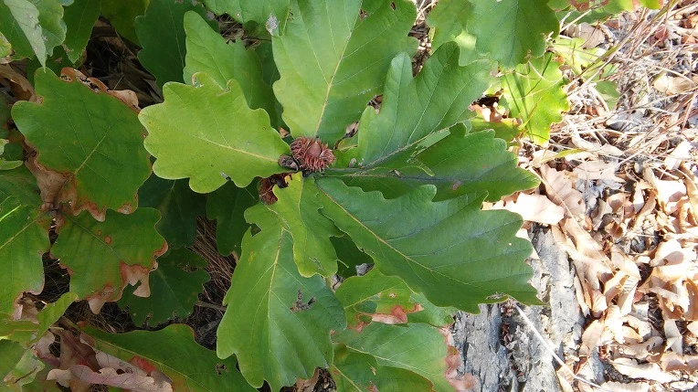 2170A2505620517017E563