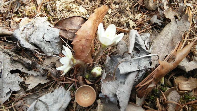 2708904356F4DCEB098352