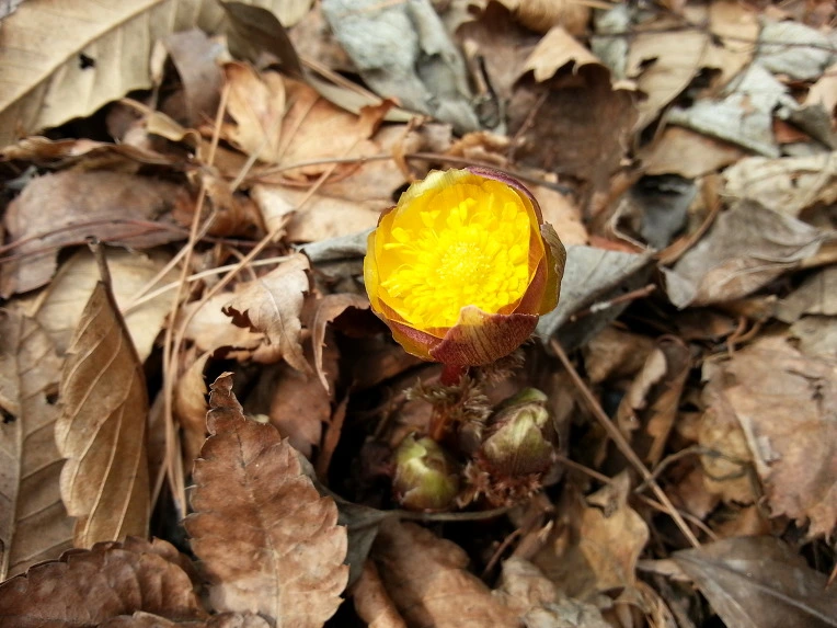 214528435301643109D414