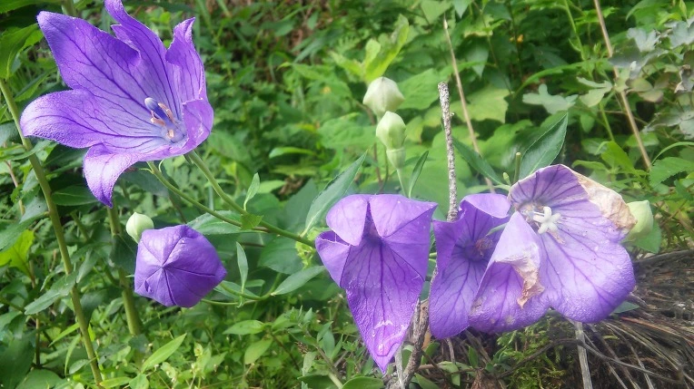 2518EE4E595DCE1515720D