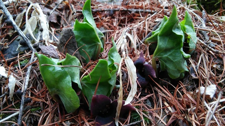 215F823B58E5DE4C27522B