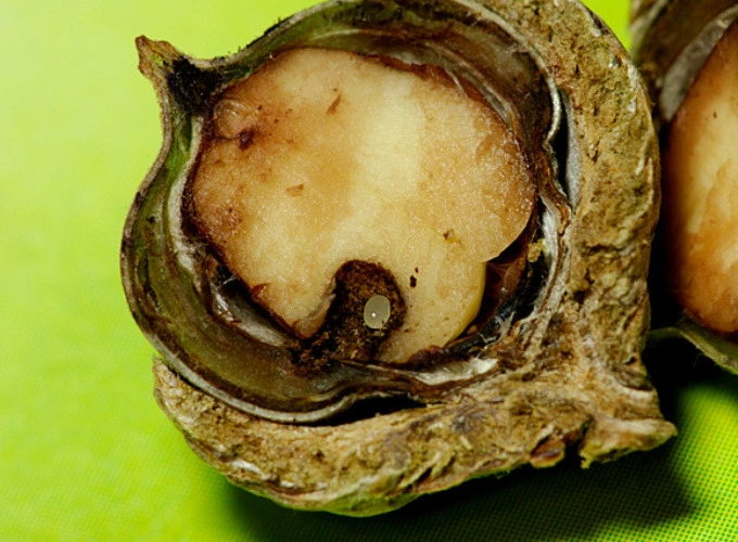 2111DC3553E862062CAA6E