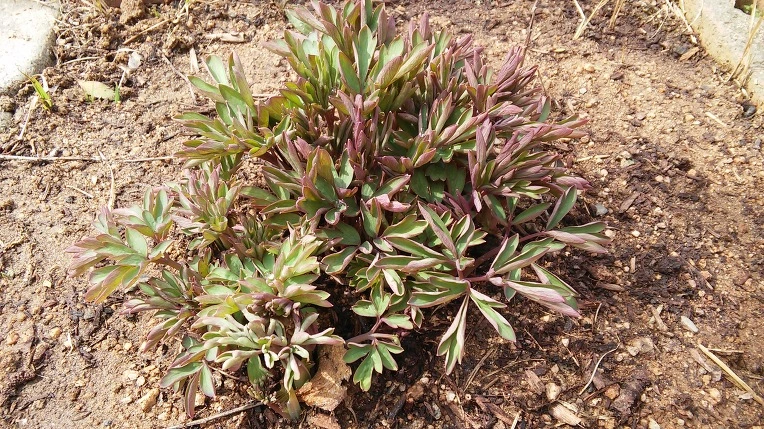 2644FD3E56FC8D6E3508AA