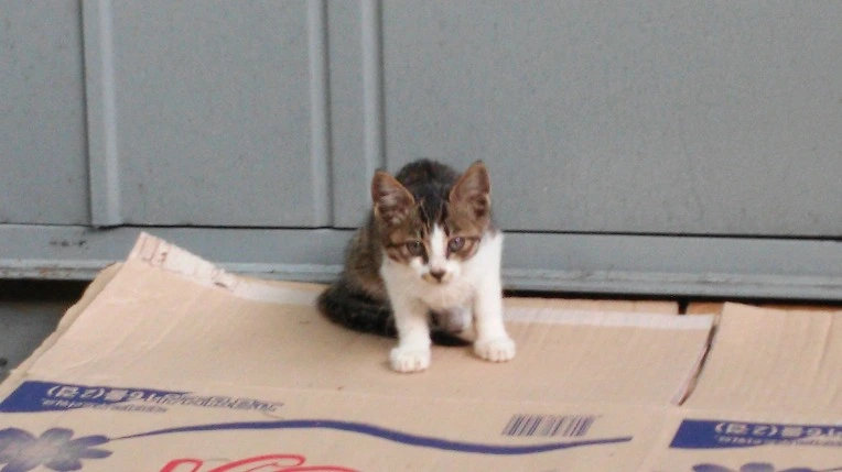 2746C23855CD8CFE1E53AC