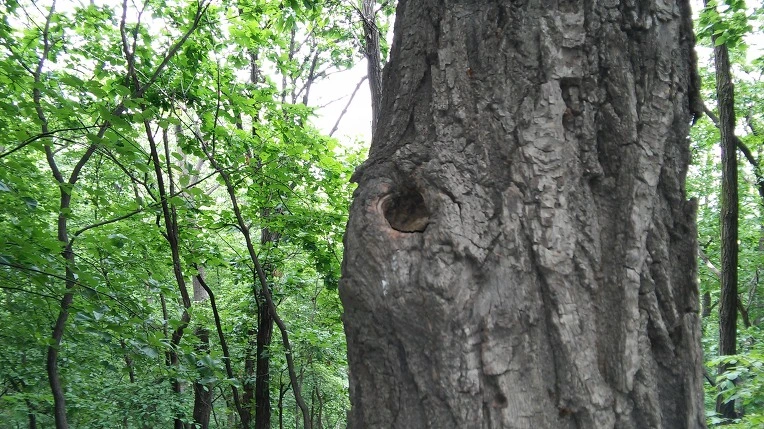 254D4539555ADBD60C6992