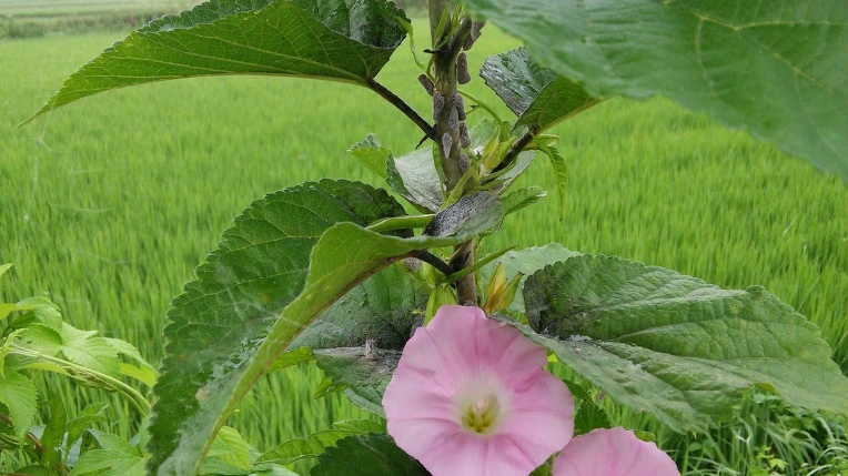 247B5449579FEDFF148066