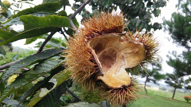 2450A53557D665B7179333