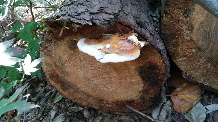 25116137561F583007A497