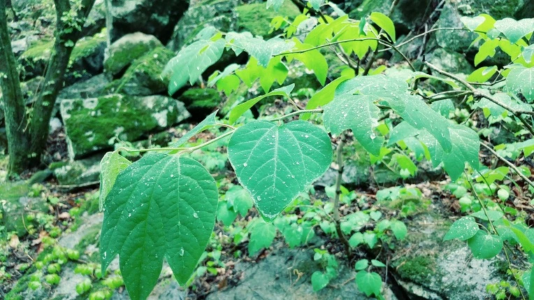 99D65C365EBE1C8C266CED