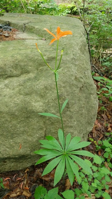 998A8C3A5DBE625F25D3A4