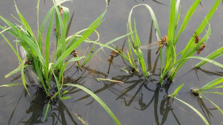 25073C335758ED73256A00