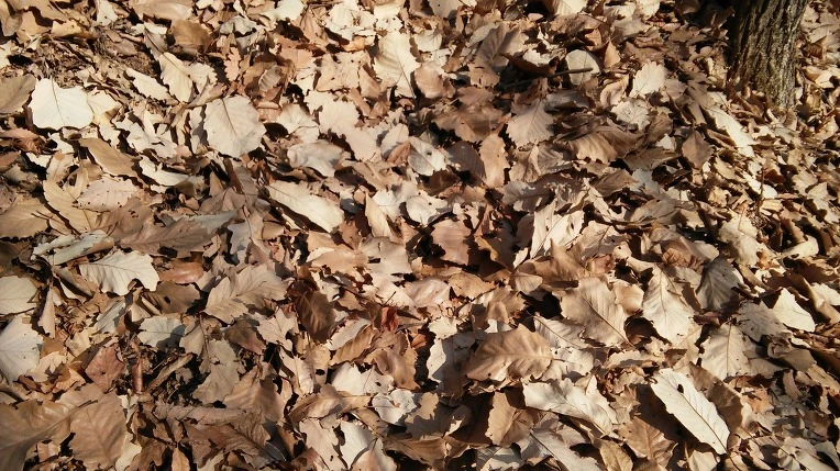 260FEA45585A2F0928A6B3