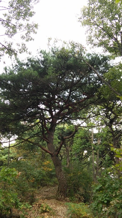 24324A355615C3190D9685