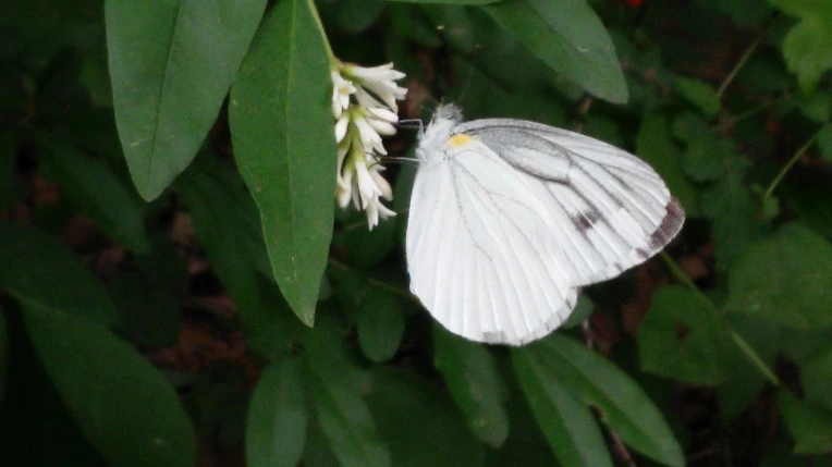 21694D435699F316348BCE