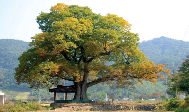 ?fname=http%3A%2F%2Ft1.daumcdn.net%2Fencyclop%2Fm41%2FcrJAGHpDP02qrwZdGJKVlM1kNmHN6SRIcaRGZOol%3Ft%3D1425370343000%3Ft%3D1468454400000