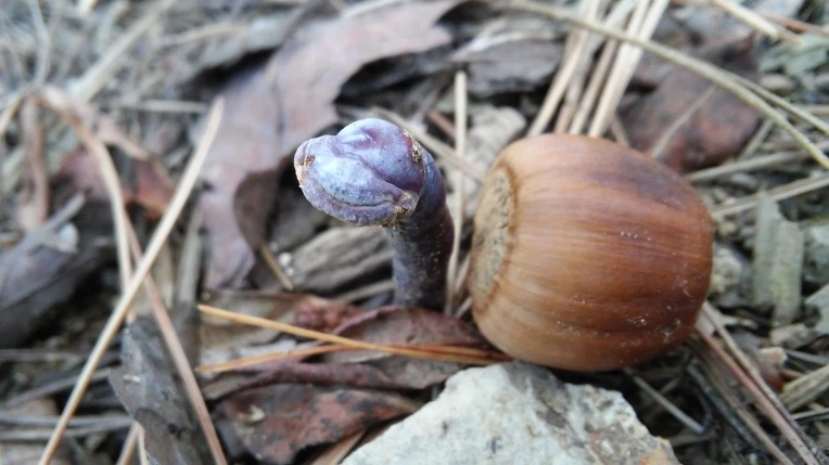 2645D04D5620515D174856