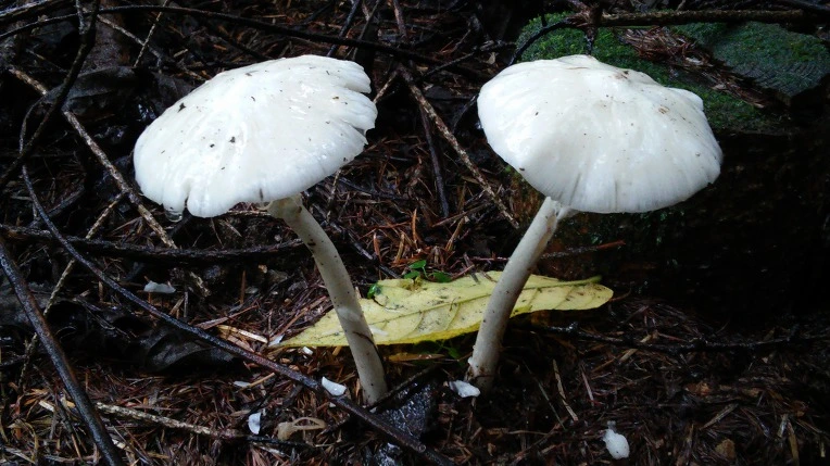 99E58F33598F7CB3177637